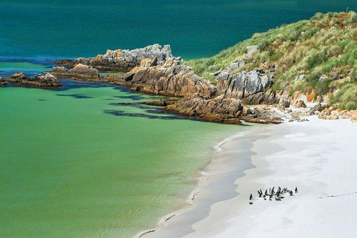 Manchots de Magellan sur la plage de Gypsy Cove