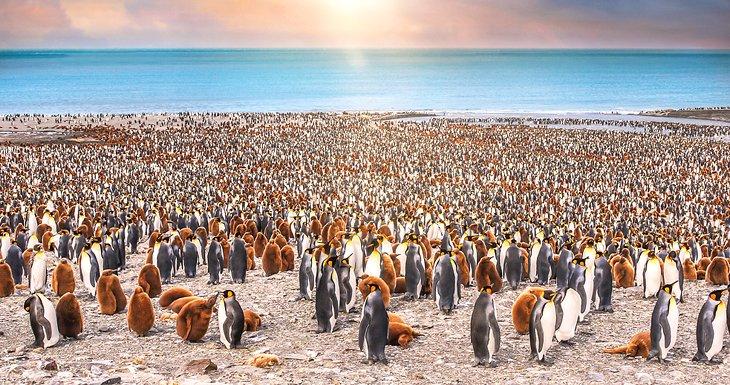 Manchots royaux adultes et juvéniles dans la baie de St. Andrews, île Géorgie du Sud