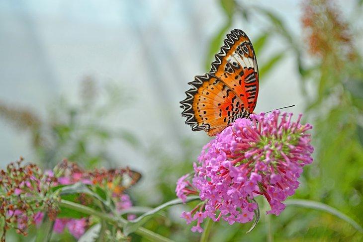 Foellinger-Freimann Botanischer Garten