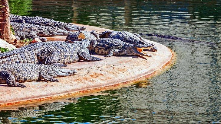 Crocodiles du Nil dans le Djerba Explore Park