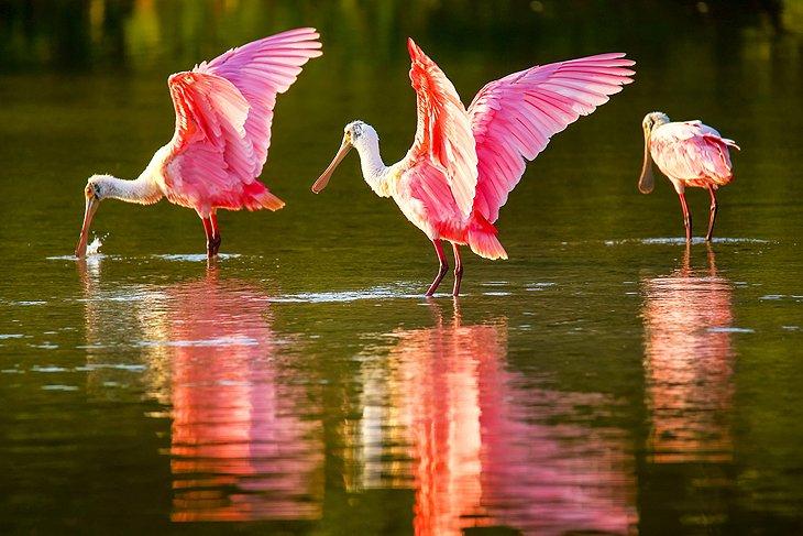 Flamencos rosados, Fort Myers