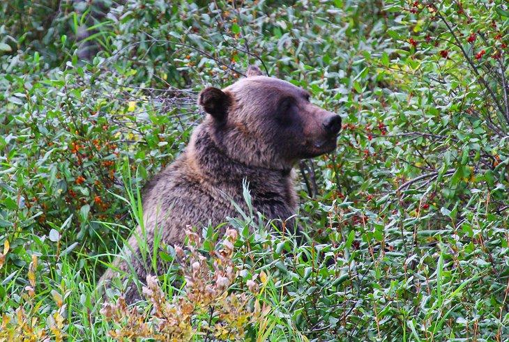 Oso grizzly en el Parque Provincial Peter Lougheed