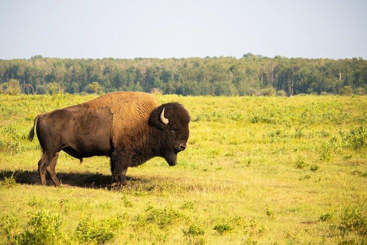 Bisonte en el Parque Nacional Elk Island