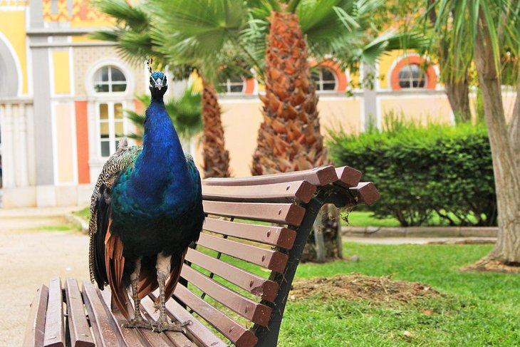 Pavo real en el Jardín Alameda João de Deus