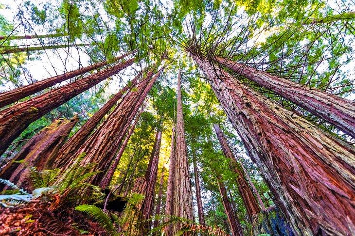 Purisima Creek Redwoods Open Space Preserve cerca de Woodside