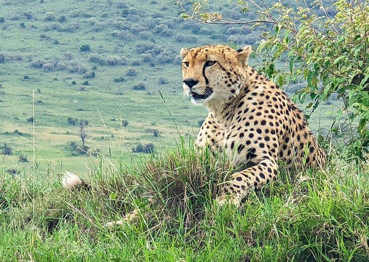 Un guepardo en Masai Mara
