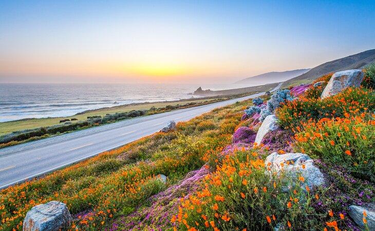 Flores silvestres a lo largo de la carretera en Big Sur