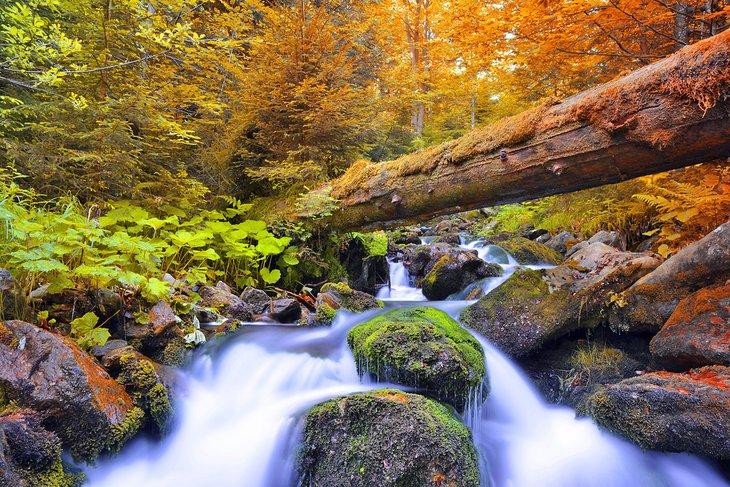 Ruisseau dans le parc national de Šumava