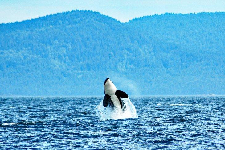 Orca saliendo del agua cerca de la Isla de Vancouver
