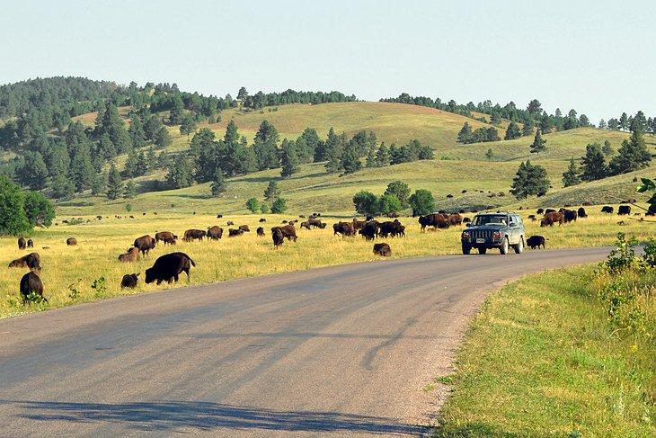 Búfalos a lo largo de Wildlife Loop Road