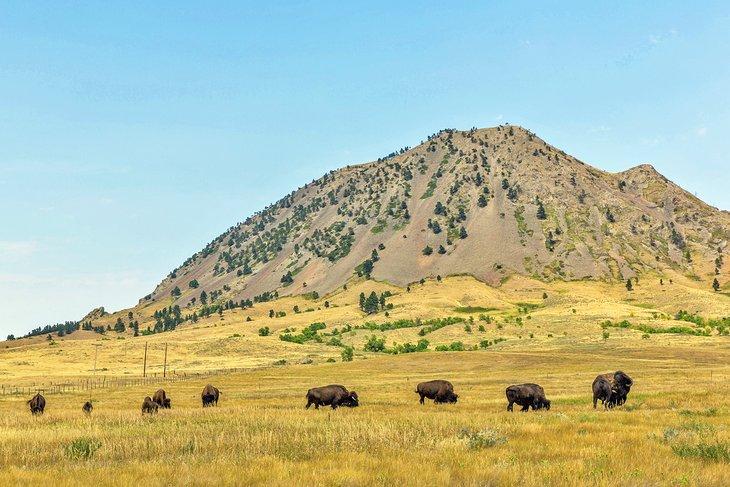 Búfalos en el Parque Estatal Bear Butte