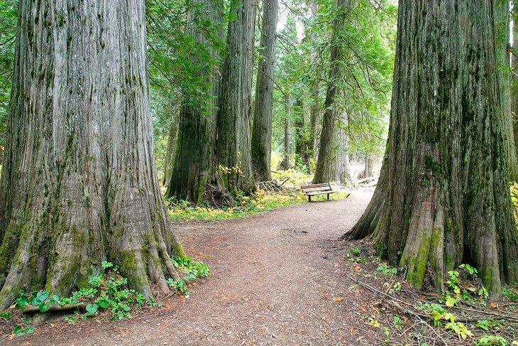 Western Red Cedars im Ross Creek Scenic Area, Kootenai National Forest