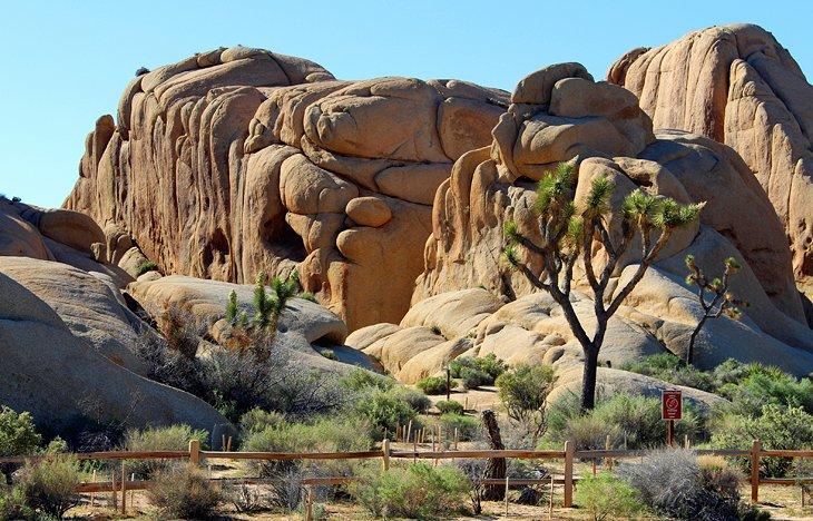 Campamento Jumbo Rocks