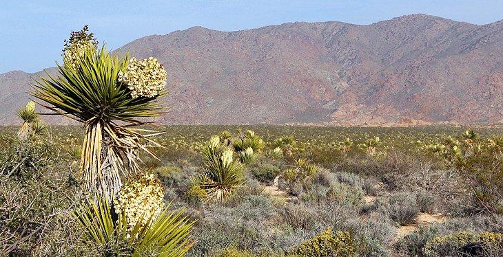 Árboles de Joshua en flor cerca del Centro de Visitantes de Cottonwood