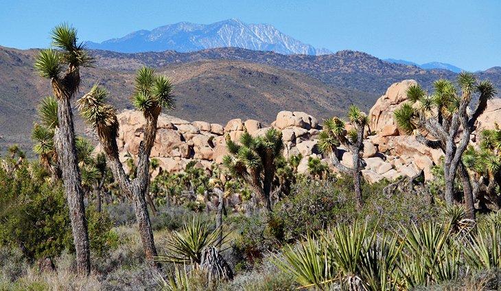 Escenario a lo largo de Park Boulevard en el Parque Nacional Joshua Tree
