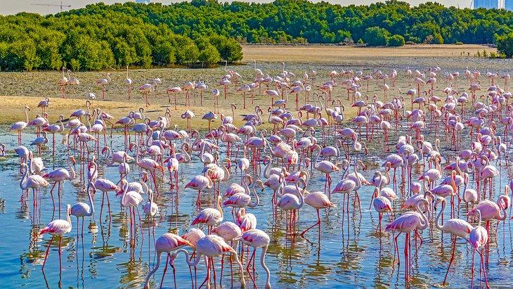 Flamencos en Ras Al Khor