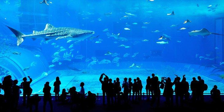 Acuario de Dubái