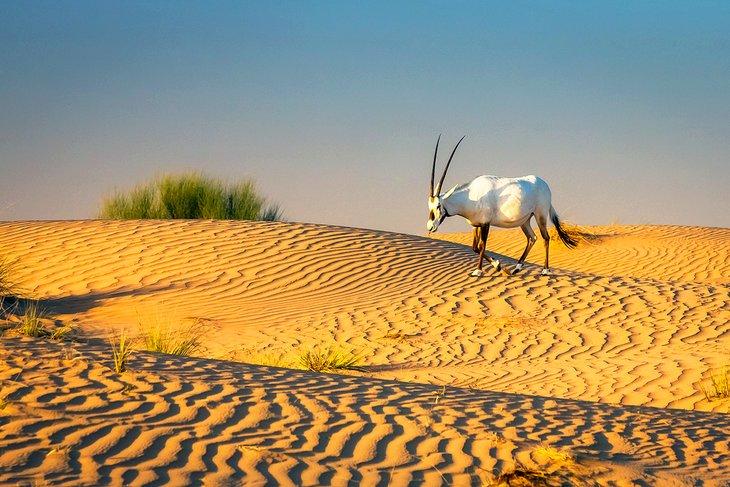 Oryx árabe en la Reserva de Conservación del Desierto de Dubái