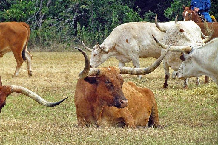 Ganado Longhorn cerca del Centro de Patrimonio de la Ruta Chisholm en Duncan