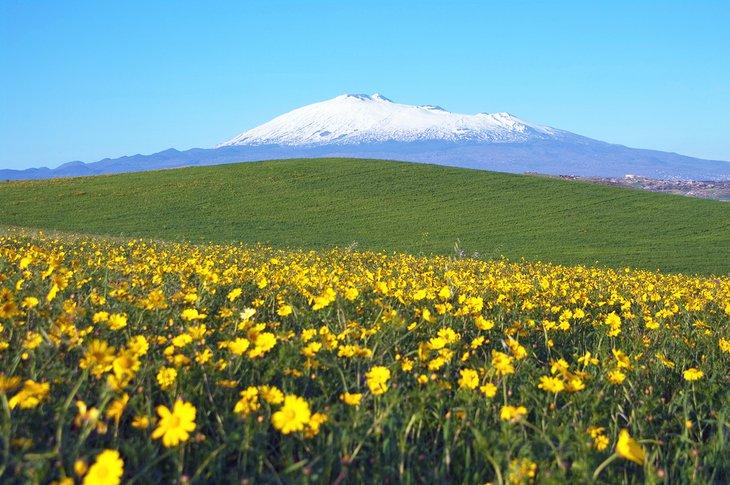 Flores frente a un Mt. Etna nevado