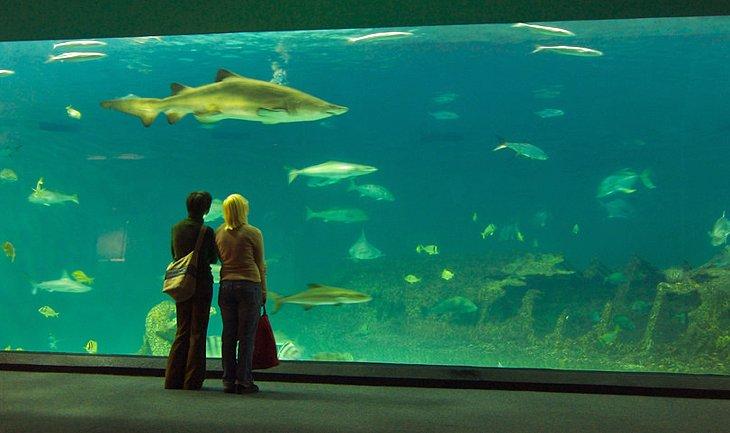 Acuario de Arrecife Coralino Vivo