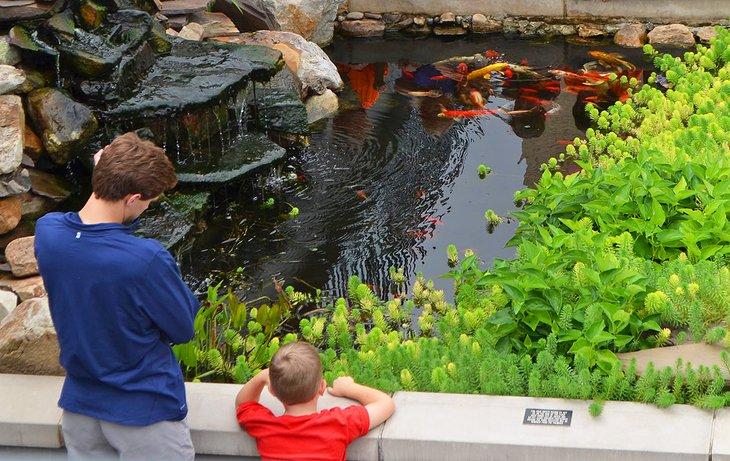 Niños visitando el estanque de koi en el Centro en la Plaza