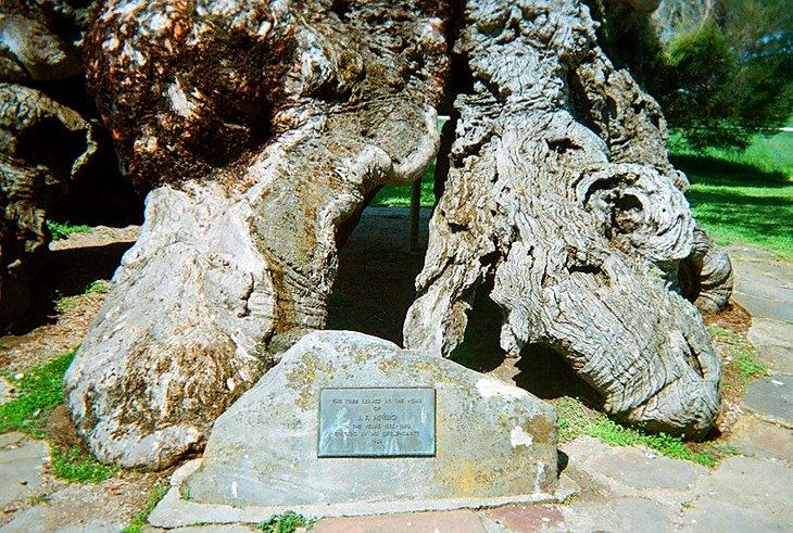 Herbig Familie Baum