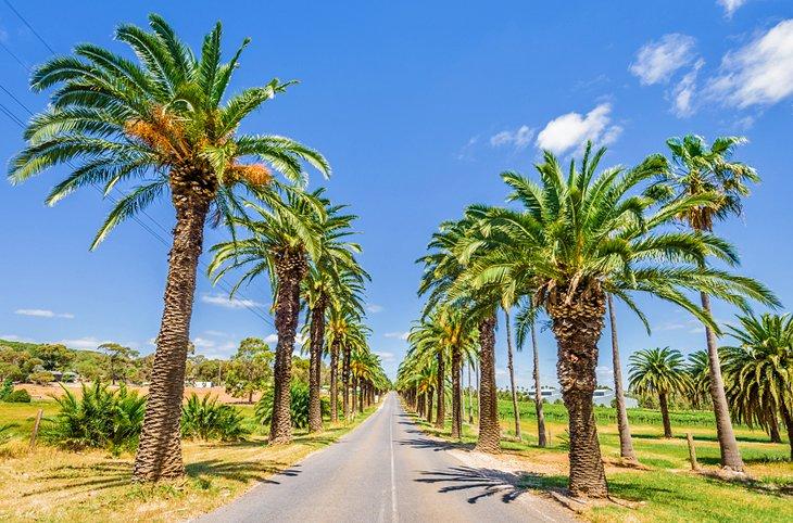Palmengesäumte Straße im Barossa Valley