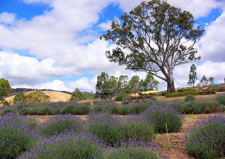 Felder mit Lavendel in der Nähe von Lyndoch