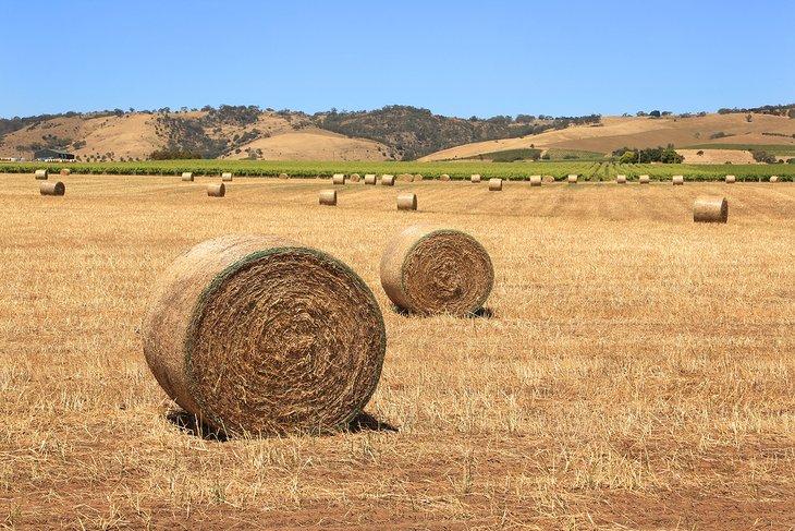 Heuballen in der Nähe von Tanunda im Barossa Valley