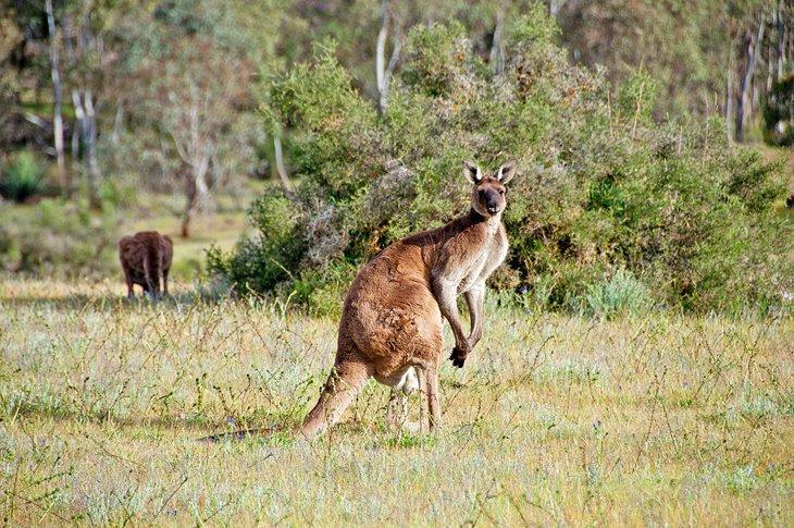 Western Grey Kangaroos im Kaiserstuhl Conservation Park