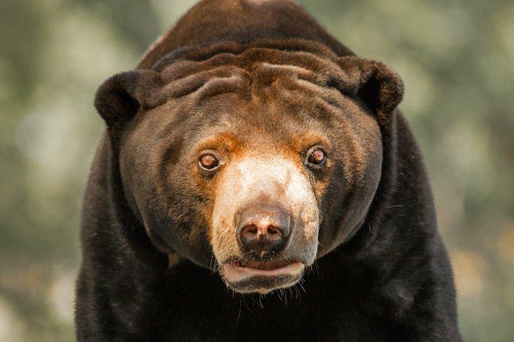 Oso sol en el zoológico Henry Doorly de Omaha