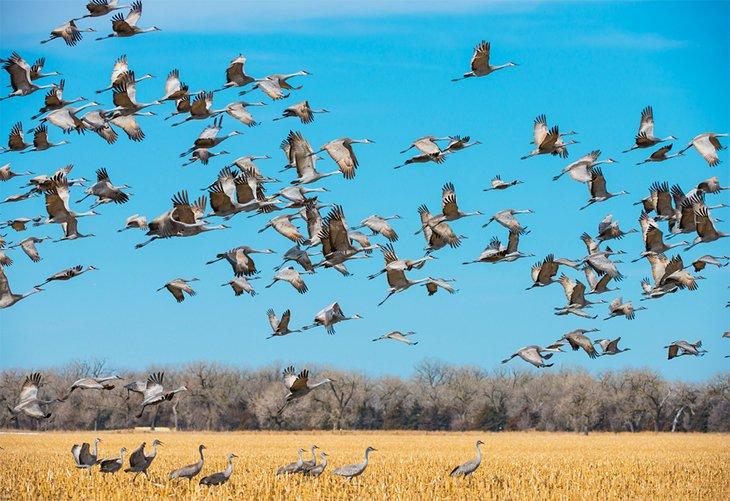Migración de grúas de Sandhill