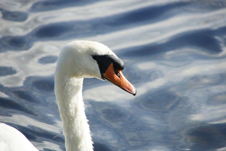 Cisne, Lago Blanco