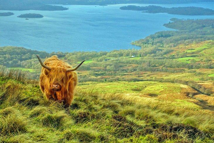 Vaca de las Tierras Altas sobre el Lago Lomond