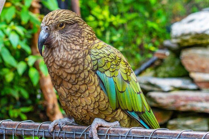 Perroquet Kea au Kiwi Birdlife Park