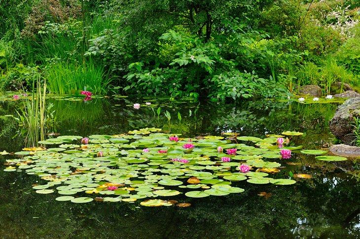 Estanque de nenúfares en los Jardines Históricos de Annapolis Royal