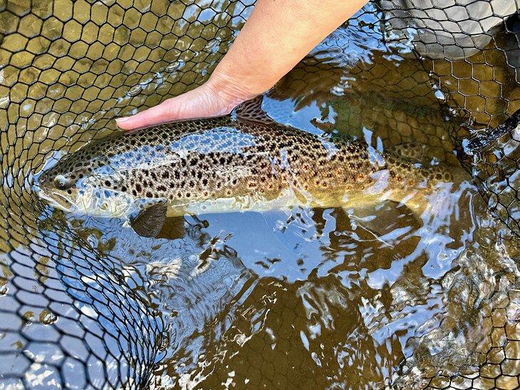 Una trucha en el río Watauga