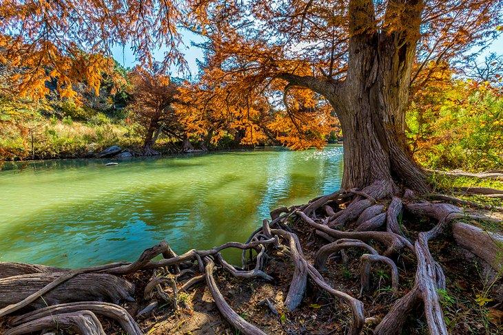 Zypressen im Guadalupe River State Park