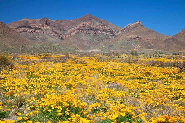 Wildblumen am Fuße der Franklin Mountains