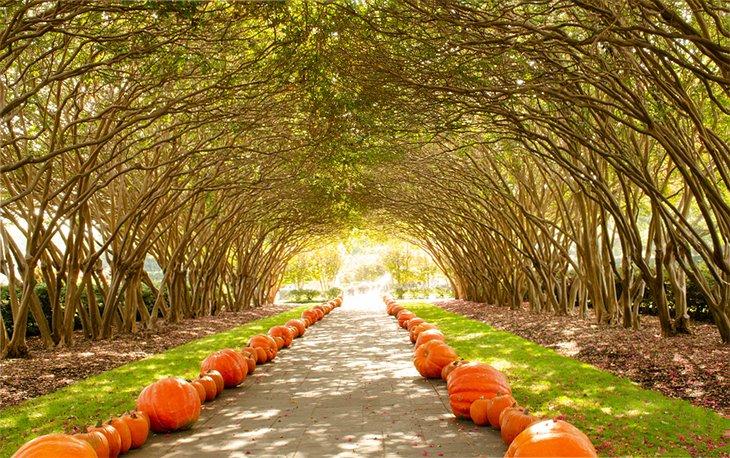 Herbst-Kürbistunnel im Dallas Arboretum und Botanischen Garten