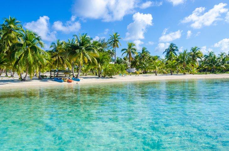 Plage bordée de palmiers à Belize