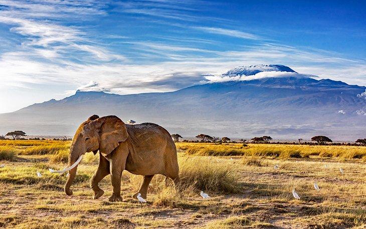 Éléphant dans le parc national d'Amboseli, Kenya
