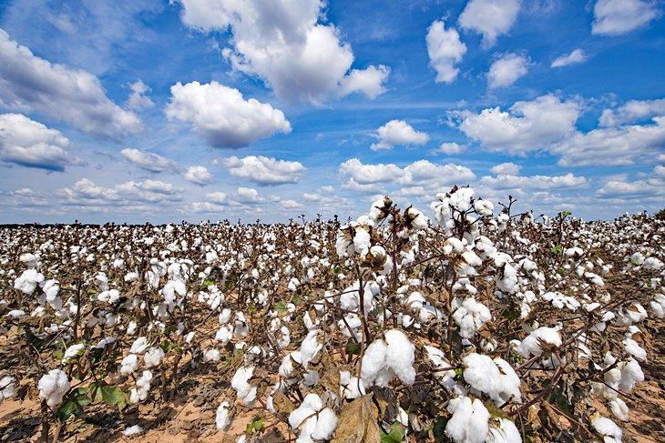 Campo de algodón en Alexandria, Luisiana