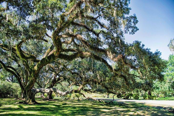 Robles cubiertos de musgo español en Avery Island