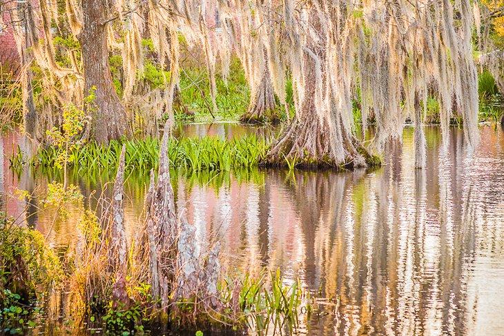 Pantano de cipreses en Lafayette
