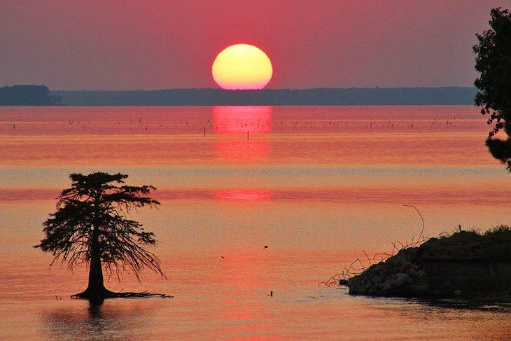 Árbol de ciprés solitario al atardecer en el embalse de Toledo Bend