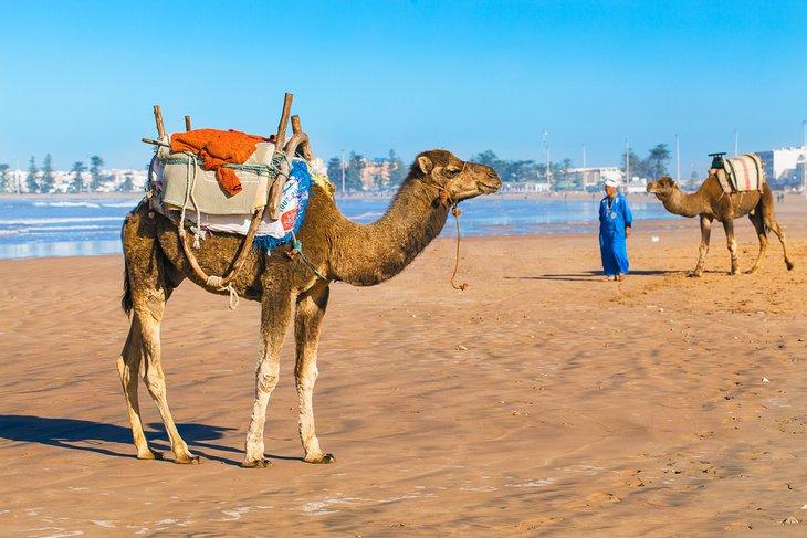 Camellos en la playa de Essaouira