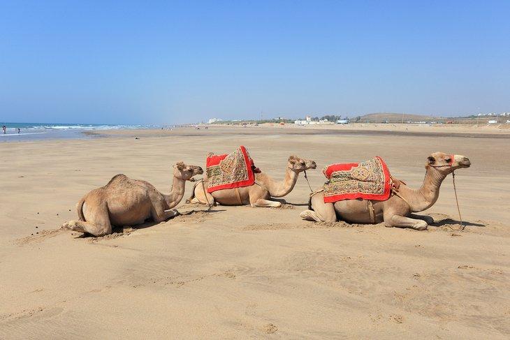 Camellos en la playa de Asilah, Marruecos