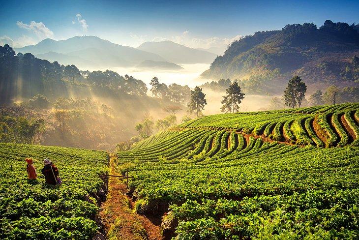 Sonnenaufgang über Erdbeerfeldern auf dem Doi Angkhang Berg